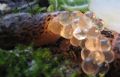 Limax&nbsp;maximus
